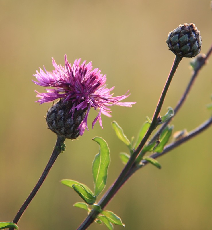 Image of Centaurea scabiosa specimen.