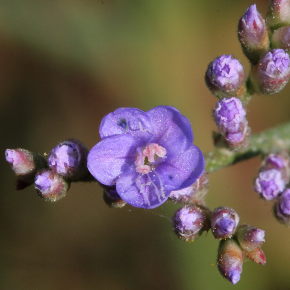 Изображение особи род Limonium.