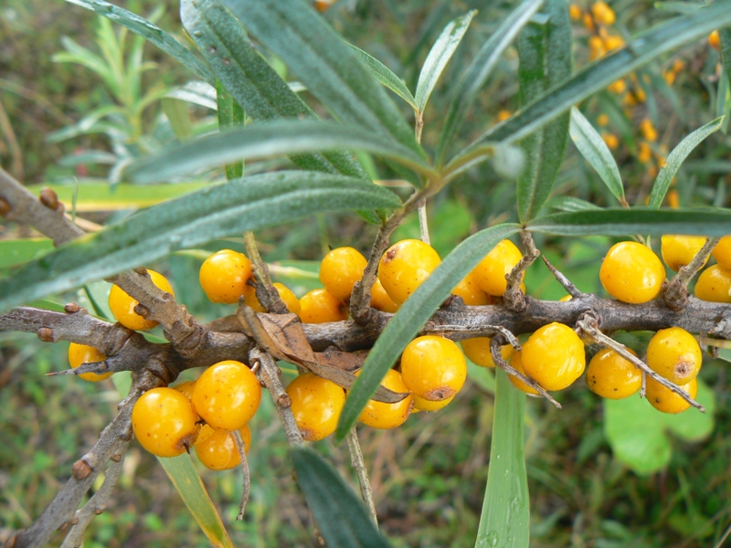 Изображение особи Hippophae rhamnoides.