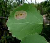 Image of taxon representative. Author is Геннадий Окатов