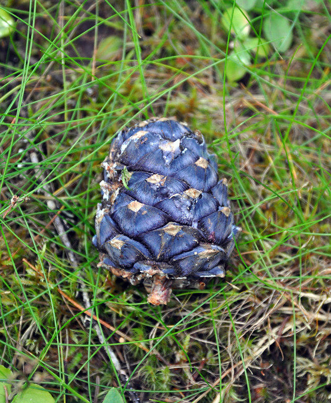 Изображение особи Pinus sibirica.