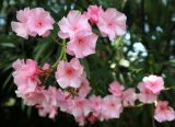 Nerium oleander