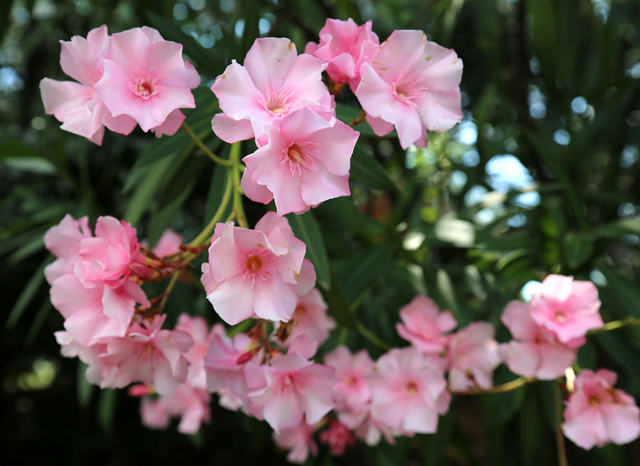 Изображение особи Nerium oleander.