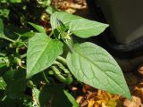 Solanum nigrum подвид schultesii. Верхушка цветущего побега. Нидерланды, Гронинген, рудеральное местообитание. 18 октября 2009 г.