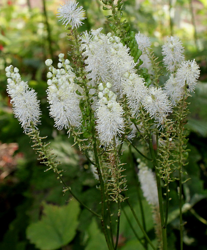 Image of Cimicifuga rubifolia specimen.
