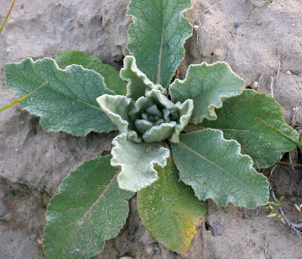 Изображение особи род Verbascum.