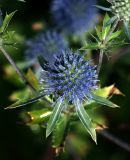Eryngium planum. Соцветие. Московская обл., Раменский р-н, окр. дер. Хрипань, садовый участок. 19.07.2014.