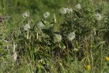 Clematis integrifolia. Плодоносящие растения в степи. Белгородская обл., окрестности пос. Борисовка, Острасьев Яр. 30.06.2009.