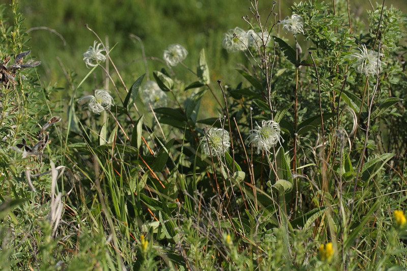 Image of Clematis integrifolia specimen.