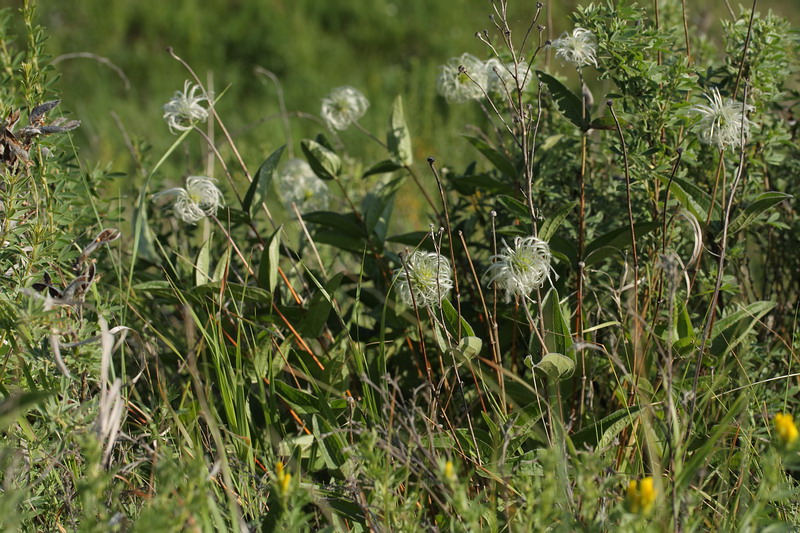 Изображение особи Clematis integrifolia.