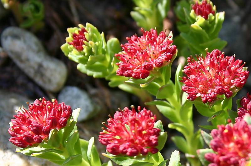 Image of Rhodiola integrifolia specimen.