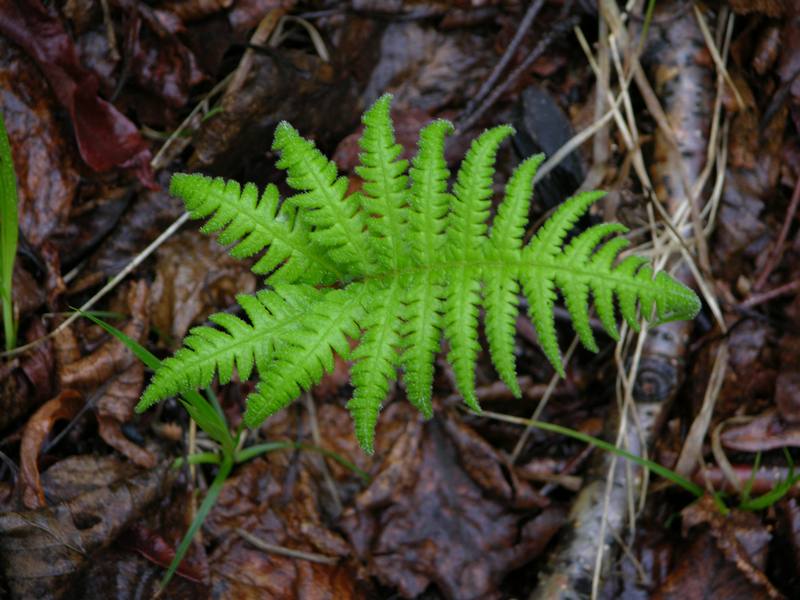 Image of Phegopteris connectilis specimen.