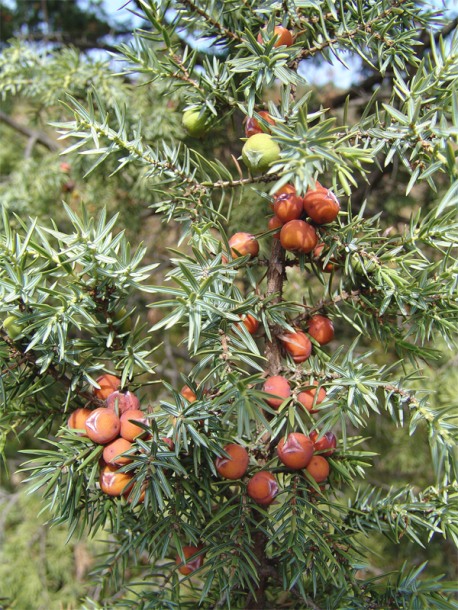 Изображение особи Juniperus deltoides.