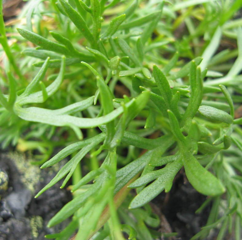 Image of Artemisia norvegica specimen.