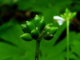 Anemone baicalensis подвид occidentali-sajanensis. Плод. Красноярский край, Ермаковский р-н, парк \"Ергаки\", окр. Полки, поляна в горно-черневом лесу. 10.06.2009.