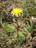 Taraxacum thracicum. Цветущее растение. Крым, Севастополь, мыс Фиолент. 11 апреля 2009 г.