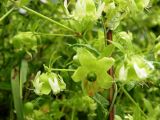 Cucubalus baccifer. Завязь и отцветающие цветки. Днепропетровская обл., степь в балке. Начало июля.