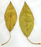 Image of taxon representative. Author is Николай Дегтярёв