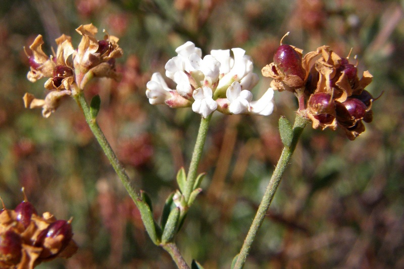 Image of Dorycnium herbaceum specimen.