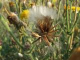 Crepis rhoeadifolia