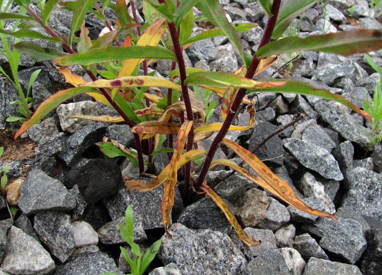 Image of Hieracium umbellatum specimen.