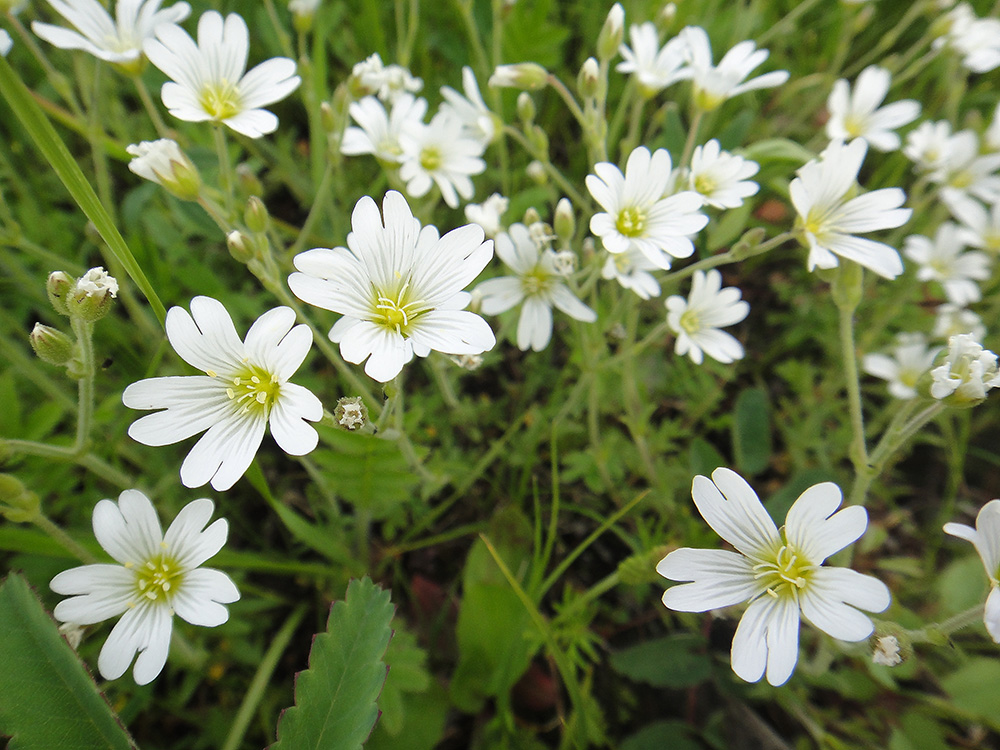 Изображение особи Cerastium arvense.