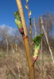 Ribes nigrum