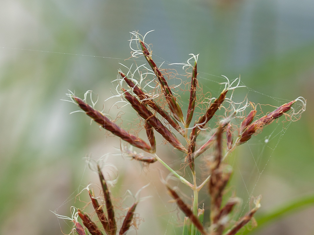 Image of Cyperus longus specimen.