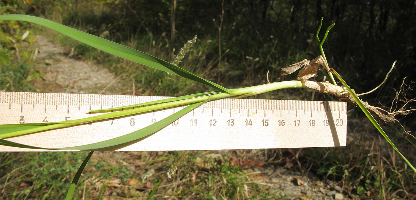 Image of Sesleria alba specimen.