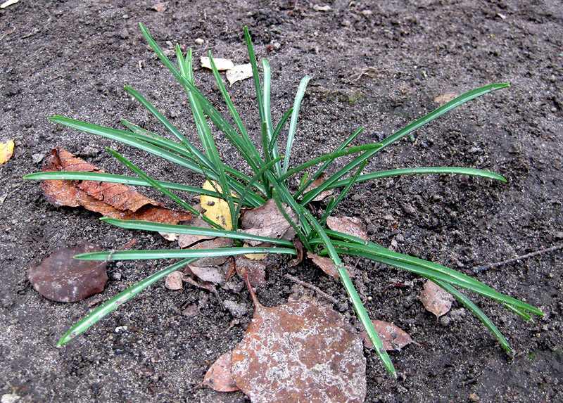 Image of Ornithogalum refractum specimen.