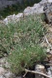 Silene kuschakewiczii. Цветущее растение. Южный Казахстан, горы Алатау (Даубаба), Восточное ущелье. 18.05.2014.