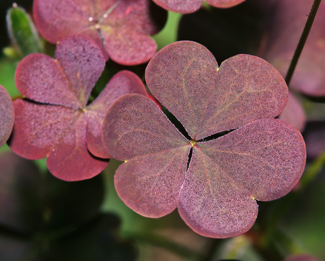 Изображение особи Oxalis stricta.