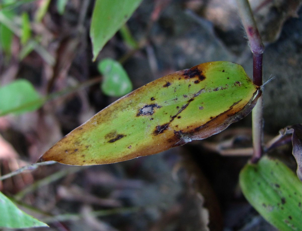 Изображение особи Microstegium japonicum.