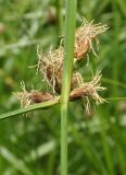 Bolboschoenus planiculmis