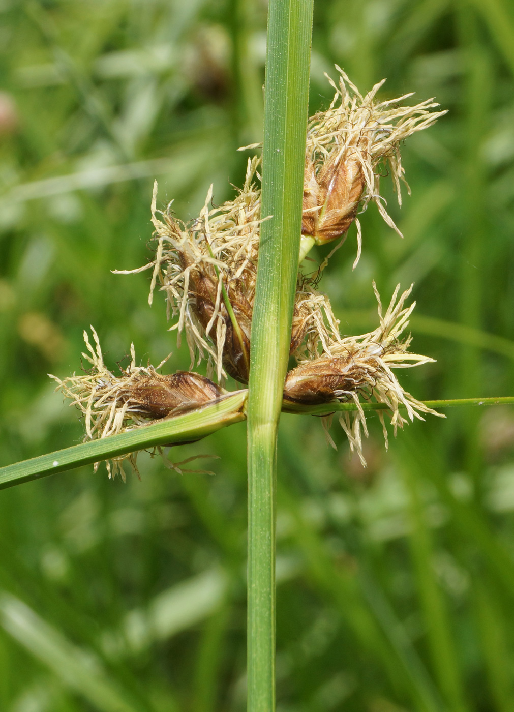 Image of Bolboschoenus planiculmis specimen.