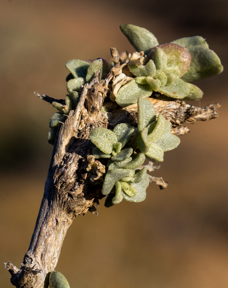 Image of Atriplex halimus specimen.