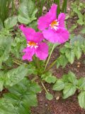 Incarvillea delavayi