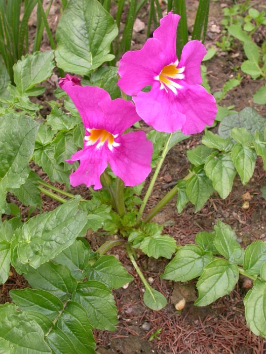 Image of Incarvillea delavayi specimen.