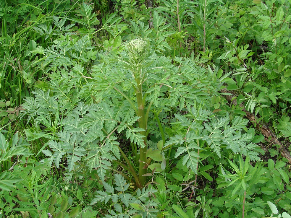 Image of Pleurospermum uralense specimen.