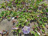 Calystegia soldanella