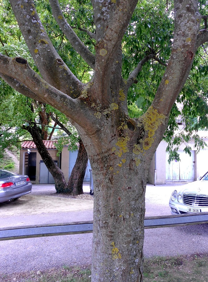 Image of Celtis australis specimen.