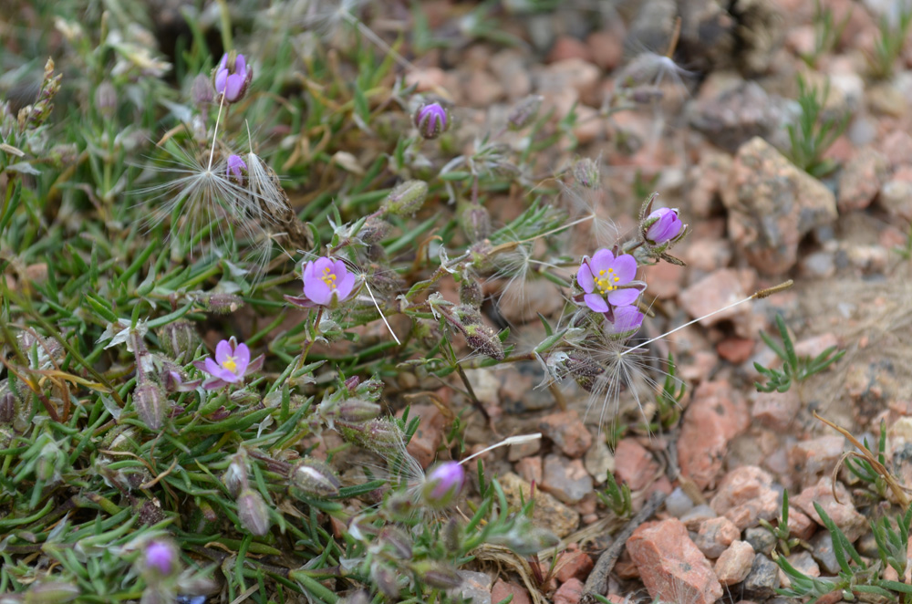 Image of genus Spergularia specimen.