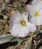 Convolvulus lineatus