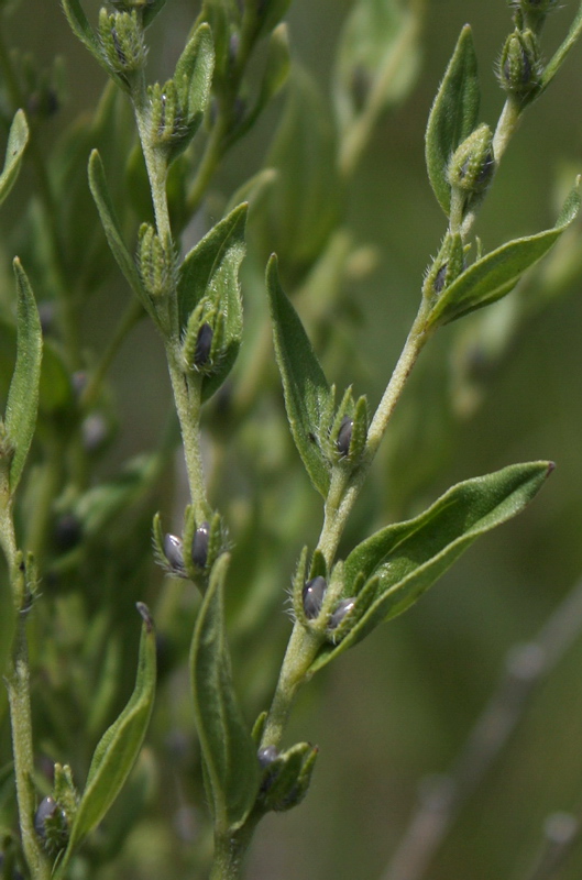 Изображение особи Lithospermum officinale.