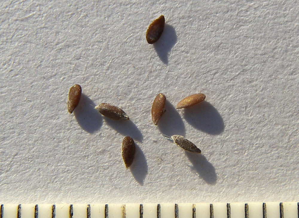 Image of Ziziphora capitata specimen.