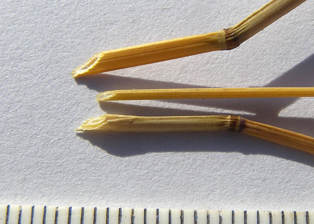 Image of Poa compressa specimen.