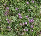 Astragalus stenoceras