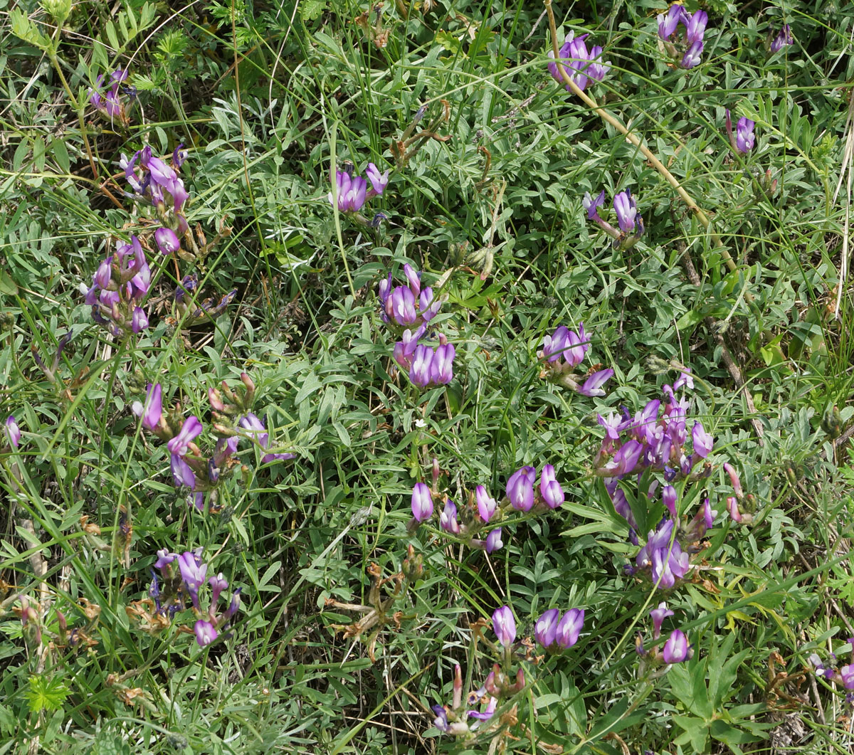 Изображение особи Astragalus stenoceras.