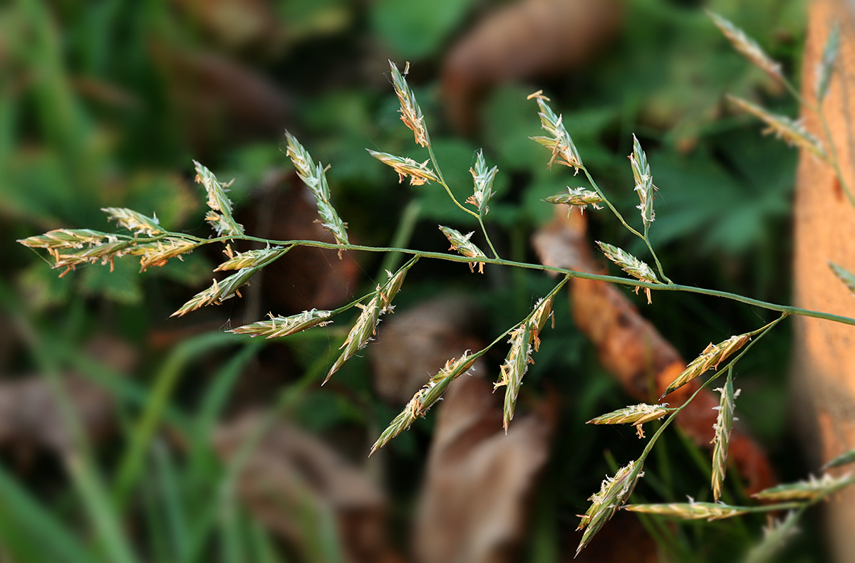 Изображение особи Festuca pratensis.