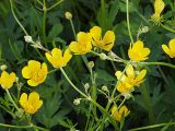 Ranunculus repens